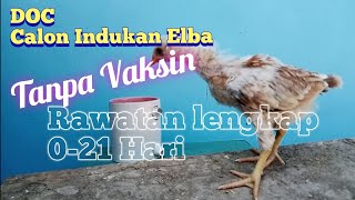 Perawatan DOC calon indukan ayam ELBA tanpa Vaksin, Usia 21 hari