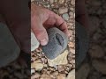 perfect dactylioceras ammonite fossil nodule find whitby fossilhunter shorts