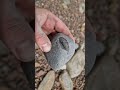 perfect dactylioceras ammonite fossil nodule find whitby fossilhunter shorts