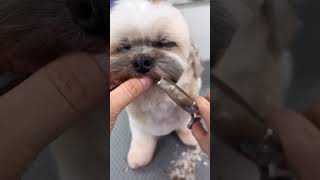 ShiChi Grooming (Shih Tzu × Chihuahua mix) | Round Face Cut Style 🐾