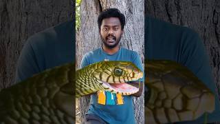 சாரைப்பாம்பு எச்சில் நஞ்சா? #snake#snakevideo#rat#tamilshorts#tamil#wildlife#nature#forest#venom#vdo