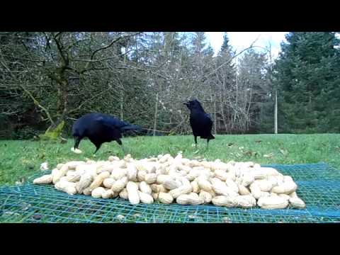 Crows Cracking Peanuts Youtube