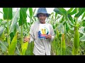 Jagung Manis Madu 59 F1. Produk dari PT Advanta Seeds Indonesia. Toleran Bulai, Potensi 30 ton/ha