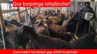 Qoʻy boqishni hobbiy qilaman deganlar uchun kuniga 3 soat ishlab 3 oyda 80mln daromad!