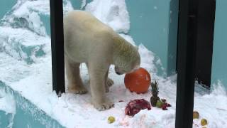 ホッキョクグマ　イコロ4歳のお誕生日　PolarBear　Ikor's　Birthday