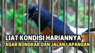 liat kondisi hariannya agar bongkar dan jalan lapangan