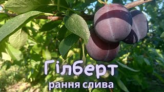 Слива Гілберт. Дуже ранній сорт