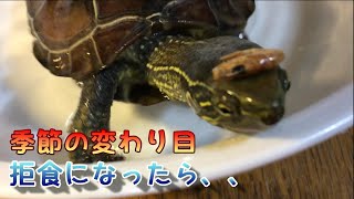 季節の変わり目で拒食になったら クサガメベビーつくの成長記録93 Reeves turtle 対処法 対策 改善 亀 クサガメ かわいい