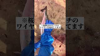 サクラマスの神経締め【第二十一北洋丸/知床斜里町】