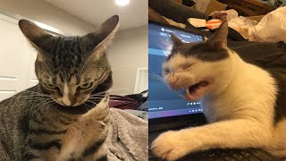 Try Not To Laugh 🤣 New Funny Cats Video 😹 - MeowFunny Par 41