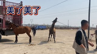 汗血宝马跟漂亮的母马相亲！直接仰天大笑【丽阳牲畜市场】