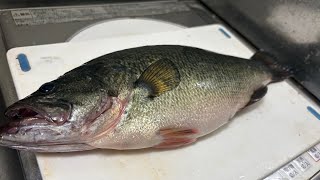 【衝撃】琵琶湖のブラックバスを食べてみた！？