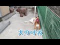 全集中！犬の呼吸‼️