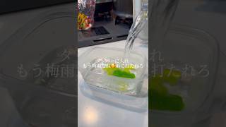 カエルグミ水に漬けたら凄かったww｜Soak frog gummy🐸 #ショート #shorts #ライフハック #lifehacks #簡単レシピ