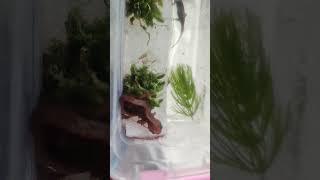 emperor newt salamander unboxing