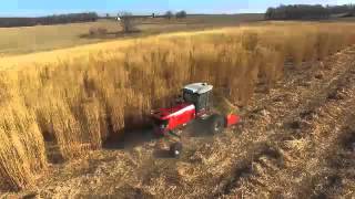 2016 Miscanthus Harvest using a Windrower