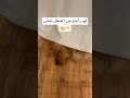 الراجل تعبان في الشغل حقو يرتاح😂 sleepydog dogsleeping لما_الشمس_تروح هيفاء_وهبي lazydog