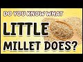 Do you know what Little millet does? | Little Millet #millets #littlemillets #samalu