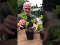 how to grow hydrangeas from cuttings gardenshorts hydrangea propagation gardentips garden