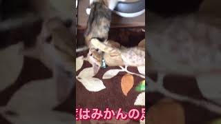 保護猫兄妹〜100均のおもちゃとこねこ【ショート】