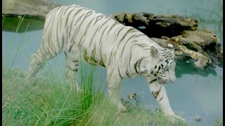 Mohan, World's First White Tiger.