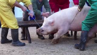 Pemotongan babi manual