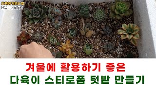 겨울에 활용하기 좋은 다육이 스티로폼 텃밭 만드는 방법