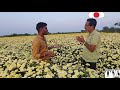 chrysanthemum cultivation chamanthi crop chrysanthemum flower farming చామంతి పూల సాగు.