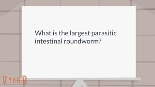 What is Ascaris Lumbricoides (Ascariasis)?