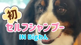 【超大型犬】初めてのセルフシャンプーにチャレンジ！【Bernese  Mountain Dog】