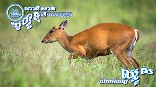 សំលេងសត្វឈ្លូស