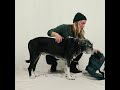 Wilderdog Backpacks: How to Measure Your Dog