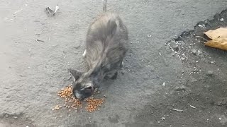 Kucing jalanan suka duka mencari sisa makanan😭