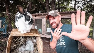 5 Mistakes to Avoid When Raising Rabbits