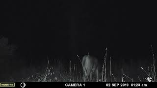 Big 12 point buck gets spooked