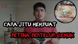 cara jitu membuat burung pleci betina bertelur gemuk ternak pleci