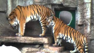 アムールトラ　リングとアイ　恋の季節　円山動物園