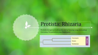 Protista: Rhizaria