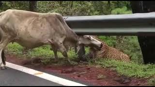 बिबट्याचा गाईवर हल्ला, येऊर, ठाणे. || Leapord 🐆 Attack on Cow 🐮 at Yeoor Hills, Thane.