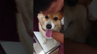 健康のために肛門腺絞りを頑張る犬! #コーギー #corgi #動物病院