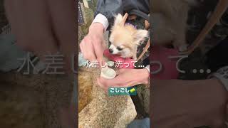 【チワワ】チワワのむく🐶月参り🪦行ってきたよぉ〜🩵チャンネル登録ありがとう🧡