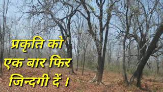 प्रकृति को एक बार फिर जिन्दगी दें । अपने मानव जीवन कर्त्तव्य को निभाए । how to improve nature well |