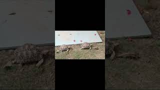 Star tortoise / સૂરજ કાચબો / #shortvideo #wildlife #home gardan #nal sarovar