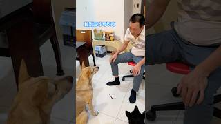 我與數學系的差距 #dog #pet #米克斯 #我家阿邁