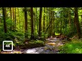 Gentle Woodland Stream and Birdsong | Relaxing Forest Nature Sounds for Focus & Calm