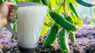 Cucumbers love this white fertilizer! Cucumbers will fill you with the harvest ahead of time