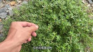 我国农村不起眼的“痔疮草”，用途特别广泛，赶快来认识一下