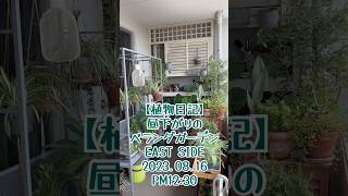 【植物日記】昼下がりのベランダガーデン EAST SIDE 2023.08.16 PM12:30