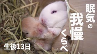 生後13日！赤ちゃんウサギ。寝落ちの瞬間がカワイイ。目が開いて行動力も増してきました！【子ウサギ】#62