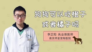 狗狗可以吃橙子或者橘子嗎